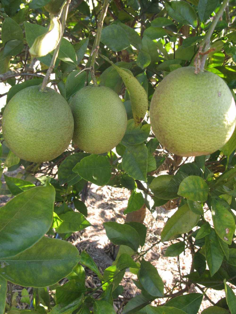            Immature fruit (Winter Haven, FL)   